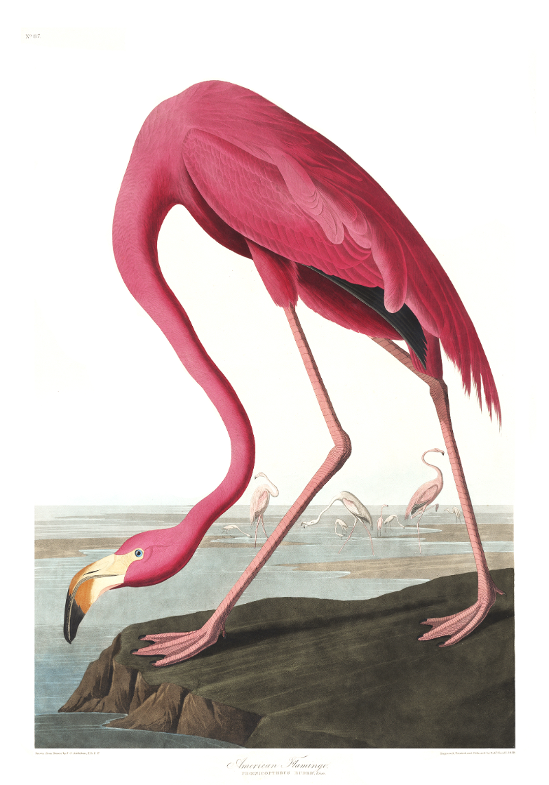 American flamingo