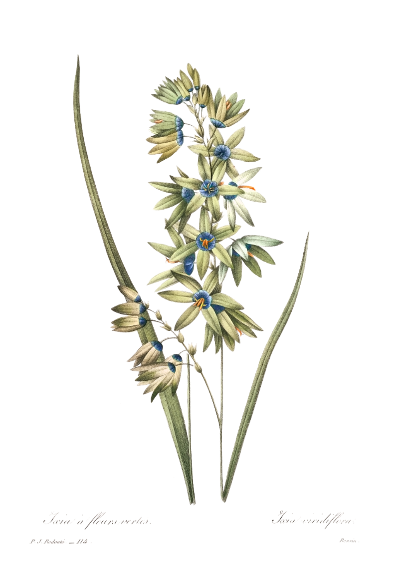 AFRICAN CORN LILY